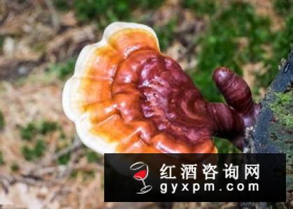 灵芝酒的功效与作用